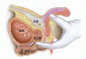 前立腺オナニー ところてん射精 - PORNORAMA.COM