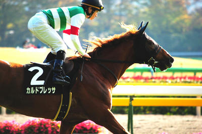 とある競馬の金細工師』 最終回「さらばオルフェーヴル」うみねこ博物館