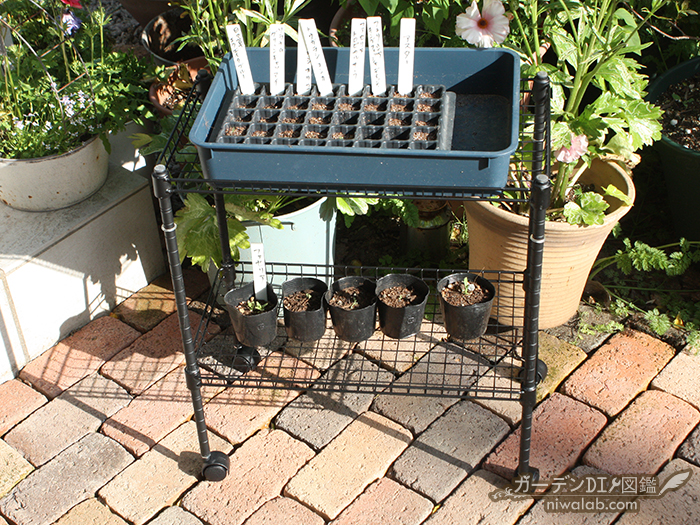 ダイソー スチールラック 服TikTok