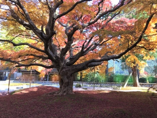千如寺大悲王院 授与品 - 糸島市 福岡県Omairi おまいり