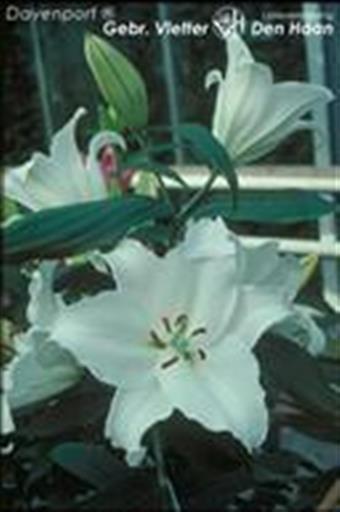 Lloyd's Antiques Real Antique Victorian Davenport Deskロイズ・アンティークスイギリスアンティーク家具 ヴィクトリアン ダベンポートデスク - インテリア・家具通販 FLYMEe