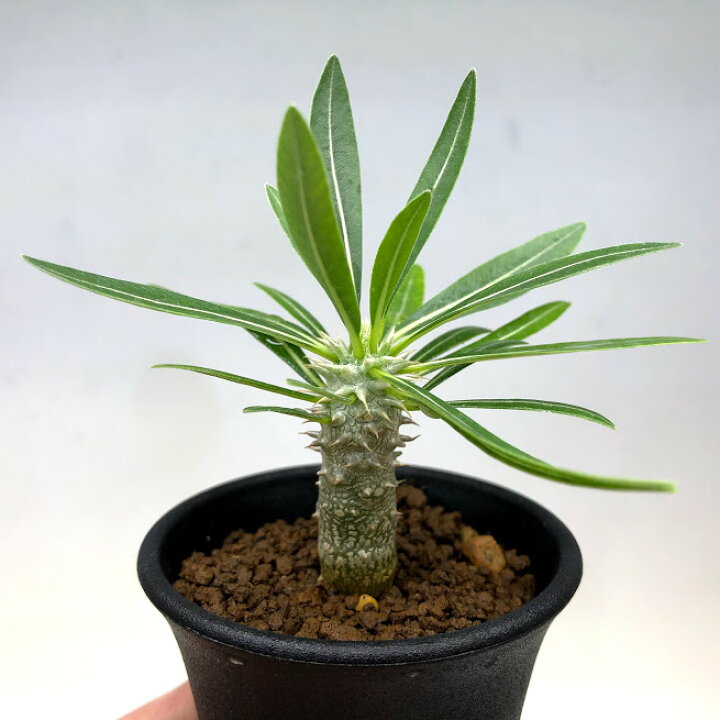 楽天市場 伊藤ハイブリッドの通販