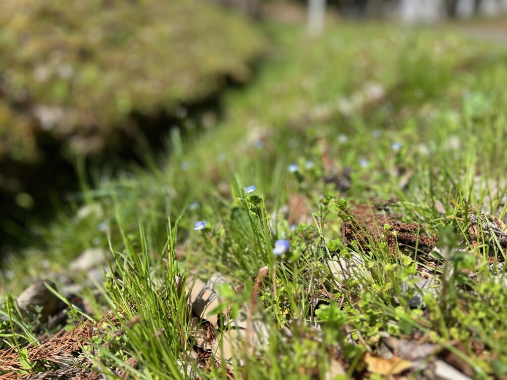 宮城県】東京発・スイーツの花園「チューリップローズ」が東北地方に初登場。「エスパル仙台」に期間限定OPEN | antenna[アンテナ]