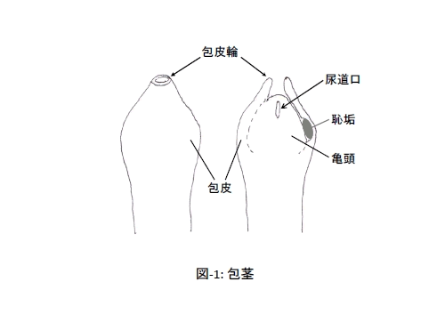 包茎の亀頭の赤みは自分で治せる！？ | ネオ形成外科