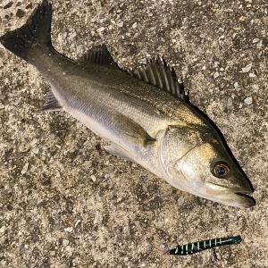 らすたひたすら - 楽天ブログ