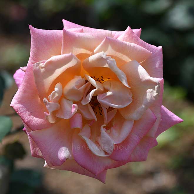 ハーバート・フーヴァー 22997001941 の写真・イラスト素材アマナイメージズ