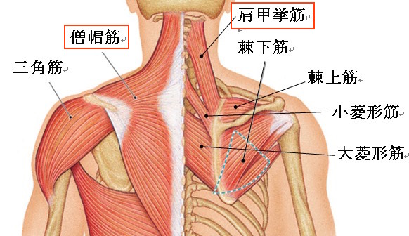 噛み合わせの悩みを解消！不正咬合の種類、原因、そして改善方法まで|芦屋M&S歯科・矯正クリニック