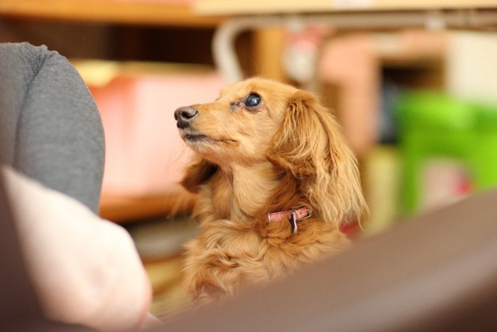 犬が飼い主のお腹の上で寝る理由とは？寝方で分かる心理と注意点を解説【獣医師監修】|ワンクォール