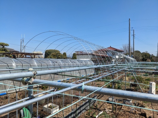 ぶどう棚作成中〜 配ったパイプが雪の下になってしまったので掘り起こしながら組んでいきます💦 パイプやらクランプやら、全ての資材が値上がりしてますぶどう棚ぶどう棚作り48棚ぶどう農家単管パイプdiy値上がり農業長野県中野市信州中野荻原農園