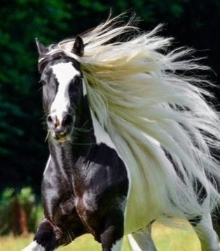 2025 ジプシー ゴールド ホース ファーム ツアー、提供元：The Gypsy Gold Farmオカラ, フロリダ州 -Tripadvisor