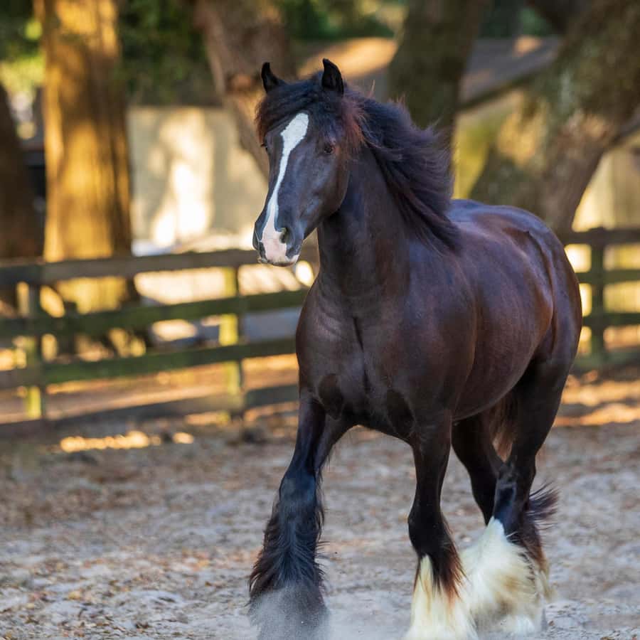 650点を超えるジプシーバナーのストックフォト、写真、そしてロイヤリティフリーの画像 - iStock