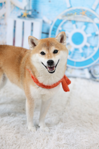 カインズ 西友福生店の最新チラシ・セール情報クラシルチラシ