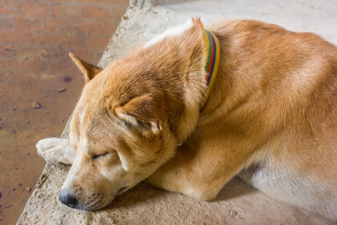 うつ伏せで足を伸ばしている犬[02322004412]の写真・イラスト素材｜アマナイメージズ