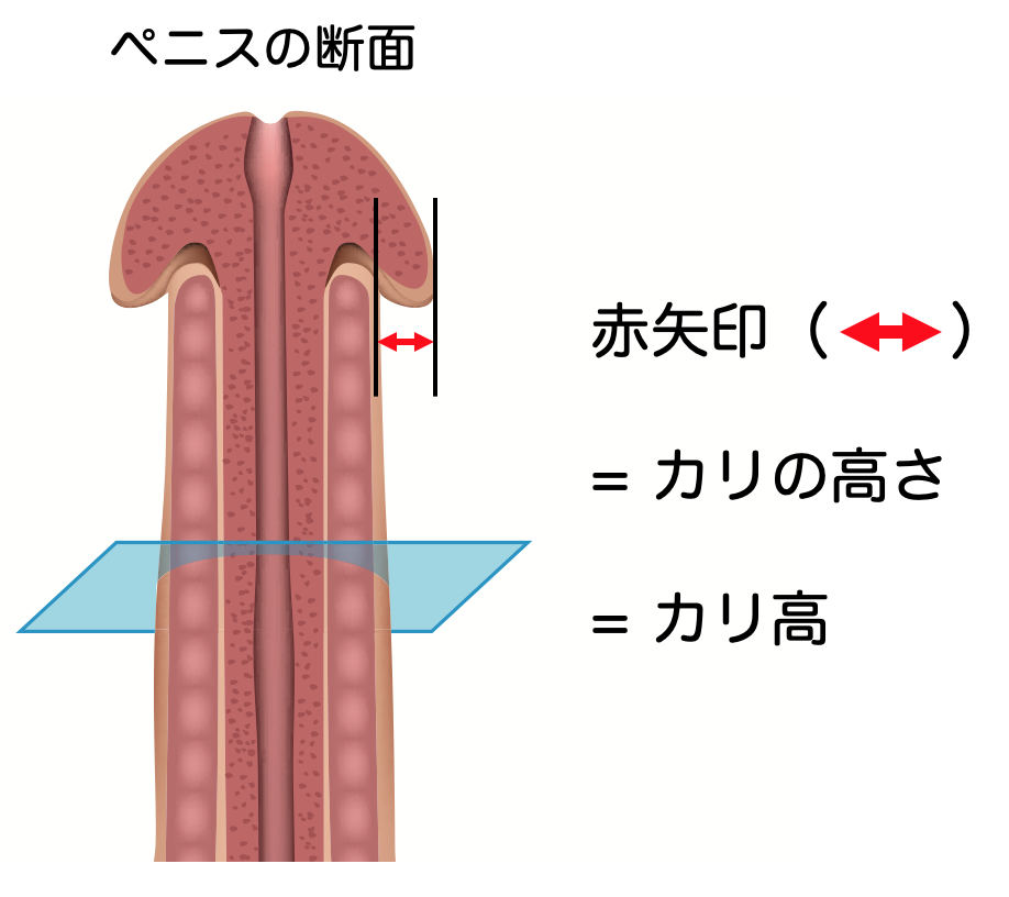 カリ高ペニスになる3つの方法！基準と測り方を徹底的に紹介します。｜VOLSTANISH(ヴォルスタニッシュ)