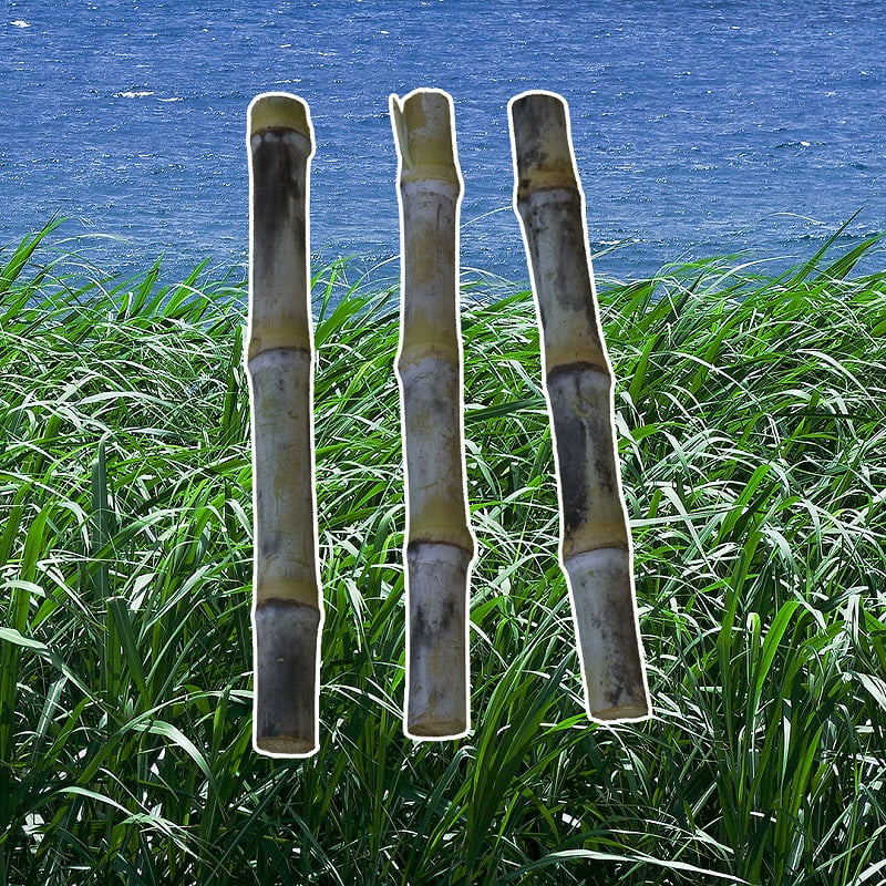 砂糖の世界史②現在はブラジルとインドの生産量が多く、ハワイは生産停止Susie@Honolulu, Hawaii