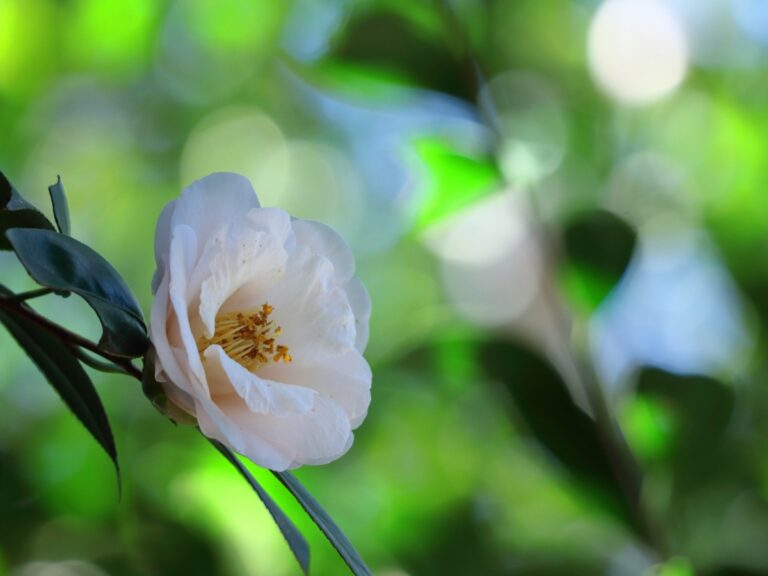 権化』を正しく使えている？意味や使い方を分かりやすく解説！ – grapeグレイプ