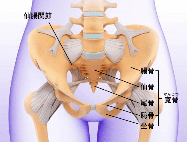 鼠径部（足の付け根）にしこりや痛みを感じる病気について紹介 - MIDSクリニック┃大阪梅田駅直結,鼠径