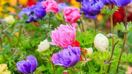 アネモネの花言葉】怖い悲しいと言われている理由は？色や種類もご紹介｜資産形成ゴールドオンライン