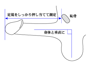 ペニスのサイズはどれくらい？TENGA社内で測ってみた - TENGAヘルスケア