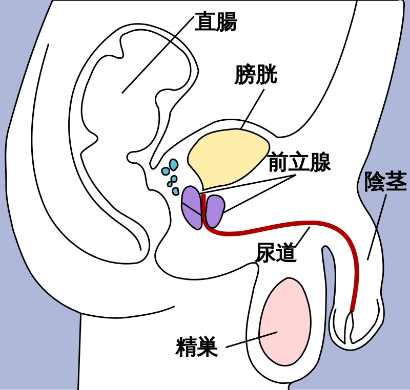 ペニスの形や大きさ | 鹿児島・福岡・東京 男性治療専門外来 セイコメディカルビューティクリニック