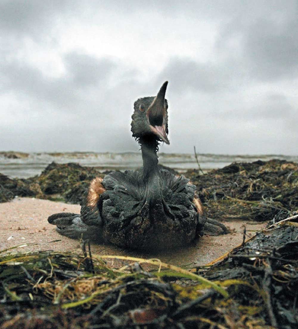 石油流出 - Wikipedia