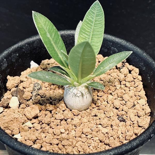 ザ・ファームセレクト パキポディウム：伊藤ハイブリッド 実生株 3.5号鉢植え の通販園芸ネット