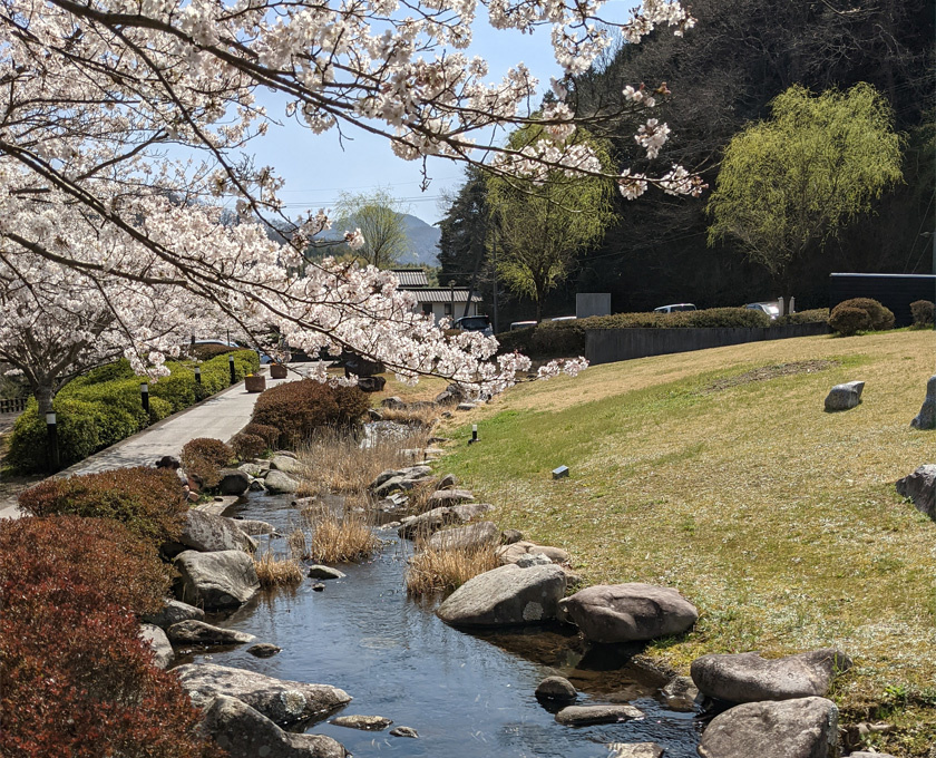 高松の池の花見・桜情報【2024】｜ウェザーニュース