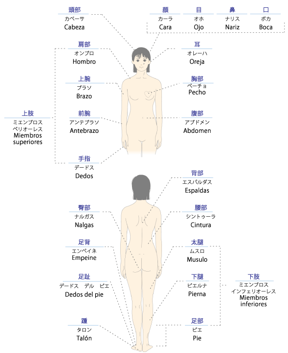 NALGAS CLUBを基にしたお尻フェチ系無修正動画サイト比較レビュー大人動画塾 有料アダルト動画サイトの裏話