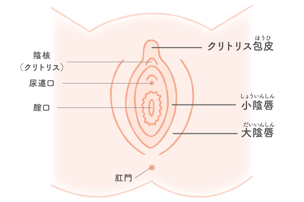 恥垢が溜まりやすいです。効果的な治療はありますか？ | 銀座マイアミ美容外科