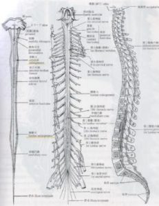 サブラクセーション（背骨・骨盤の歪み)とは| 目黒の整体なら口コミ人気No.1のIZUMIカイロプラクティック｜腰痛