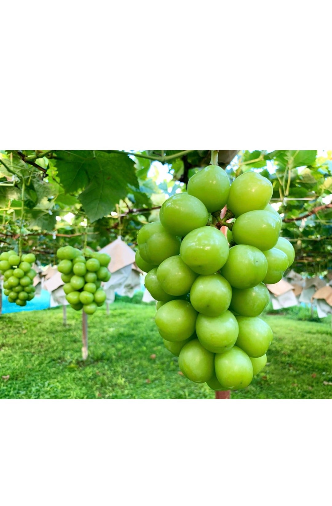 岩間家のぶどうについて岩間恵オフィシャルブログ Powered by Ameba