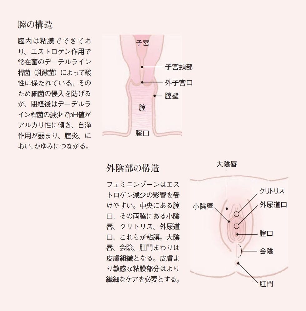 無視されてきたクリトリス 病気の見逃しに神経の損傷…情熱を傾ける研究者たち：朝日新聞GLOBE＋