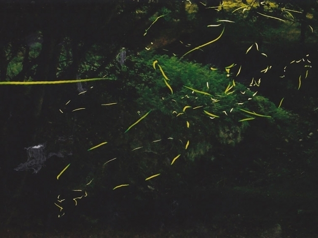 大野城市 山奥の川じゃなくても見られるの？超身近に蛍鑑賞スポットが！号外NET 春日市・大野城市・那珂川市