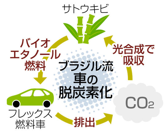 サトウキビSaccharum officinarumかぎけん花図鑑