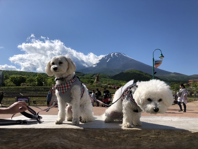サラリーマン 電車 寝る 会社員の写真素材 - PIXTA