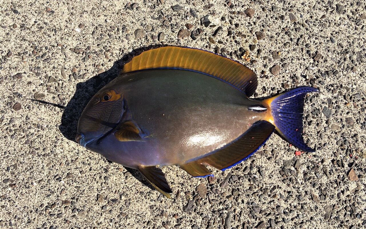 楽天市場 がまかつ RR103 胴突仕掛 沖縄スペシャル 1-1.5 : 釣具のFTO