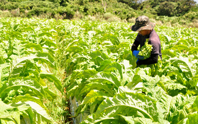 タバコ農家の年収はいくら？仕事内容、労働時間なども徹底解説します！農業ジョブ
