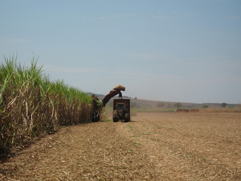 砂糖がもたらす思わぬ環境破壊 国内外の課題を把握し生活に活かそう – HATCH 自然電力のメディア