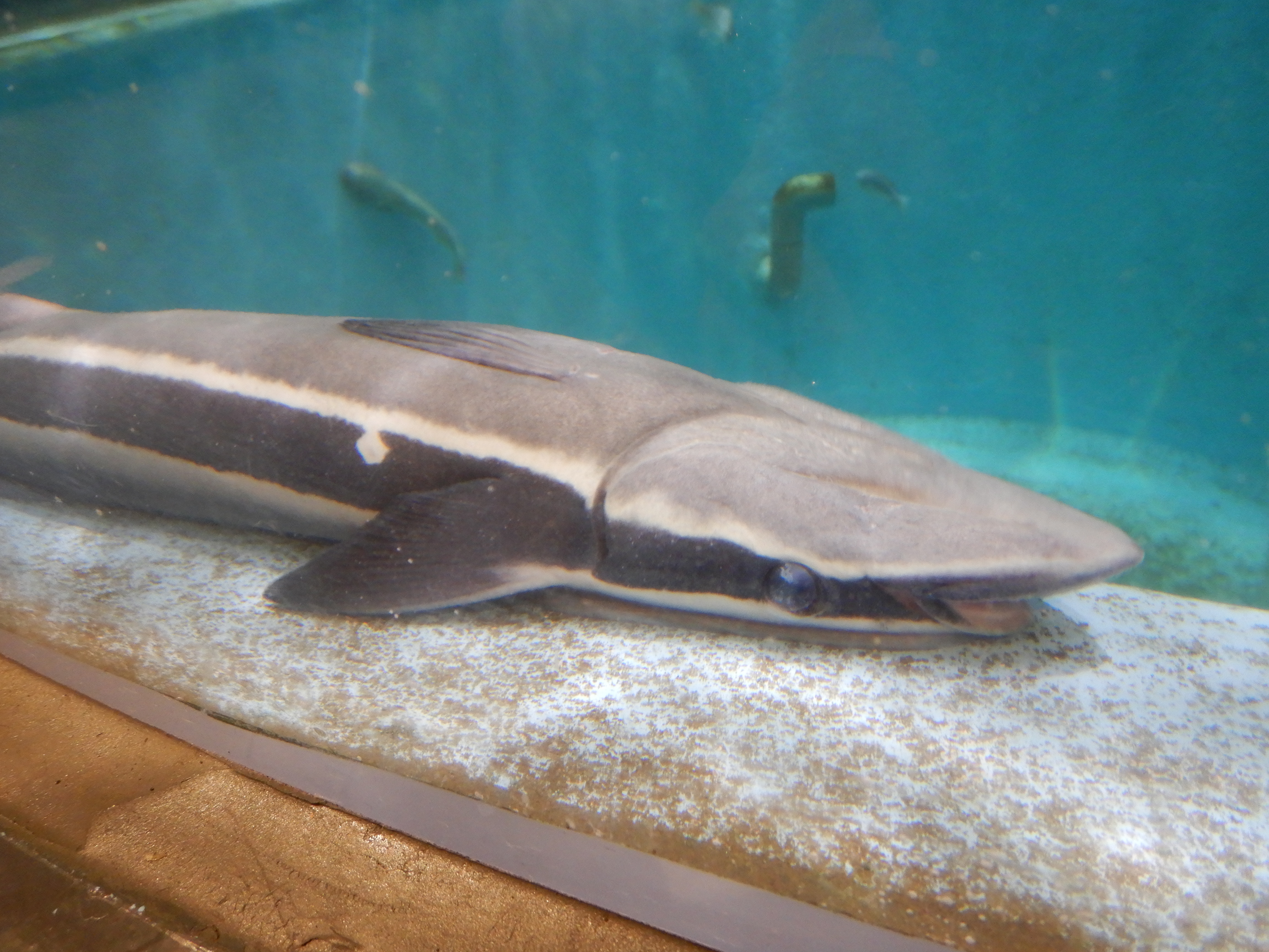 訳ありでこの美味しさ！さっぱり＆ジューシー『河内晩柑』食べてみた旅する久世福e商店