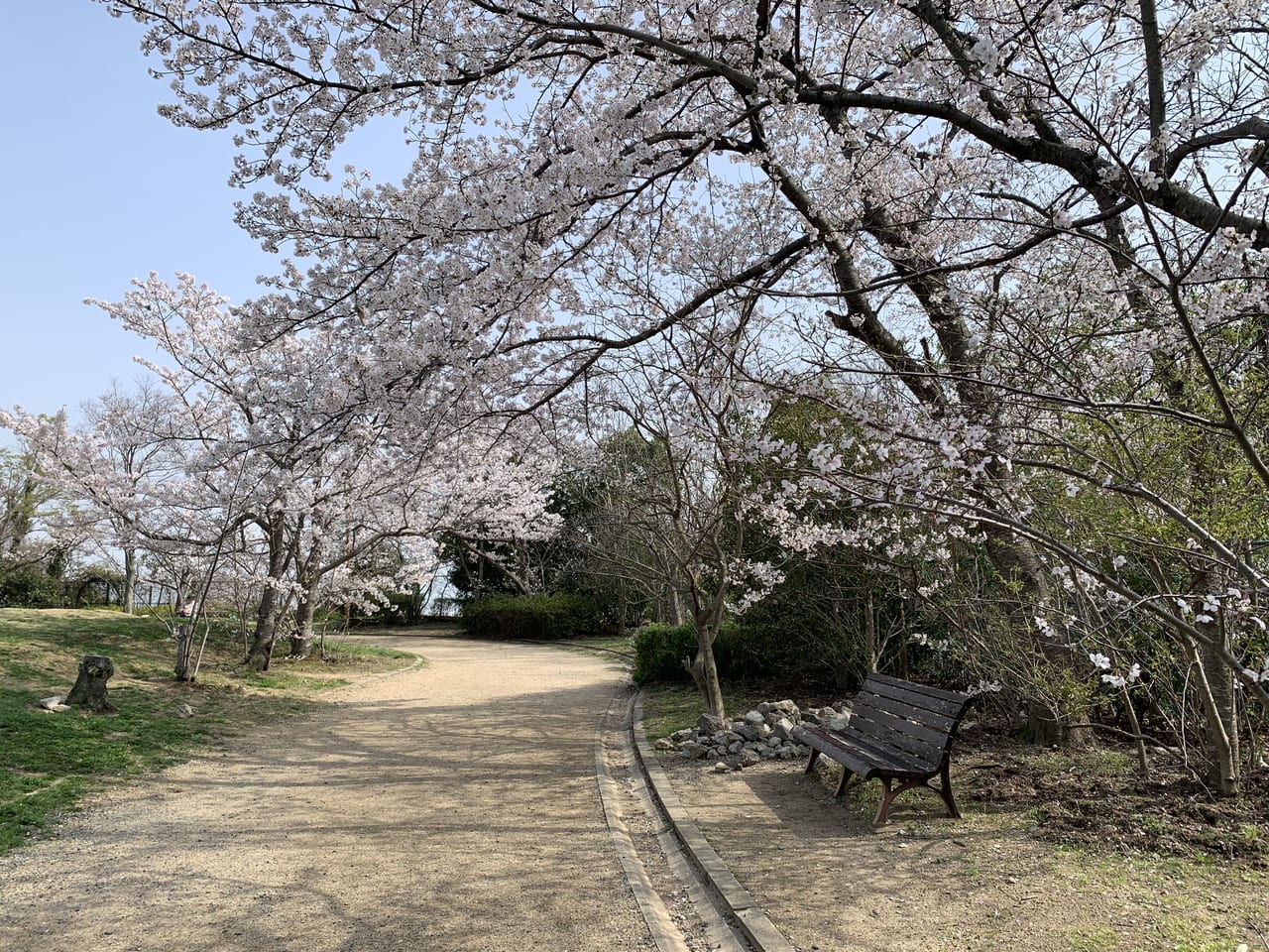 神戸市灘区】桜の開花状況。どこも満開です！「兵庫県神戸護国神社」「灘丸山公園」「摩耶ケーブル下」「桜のトンネル」 | 号外NET 神戸市灘区・東灘区