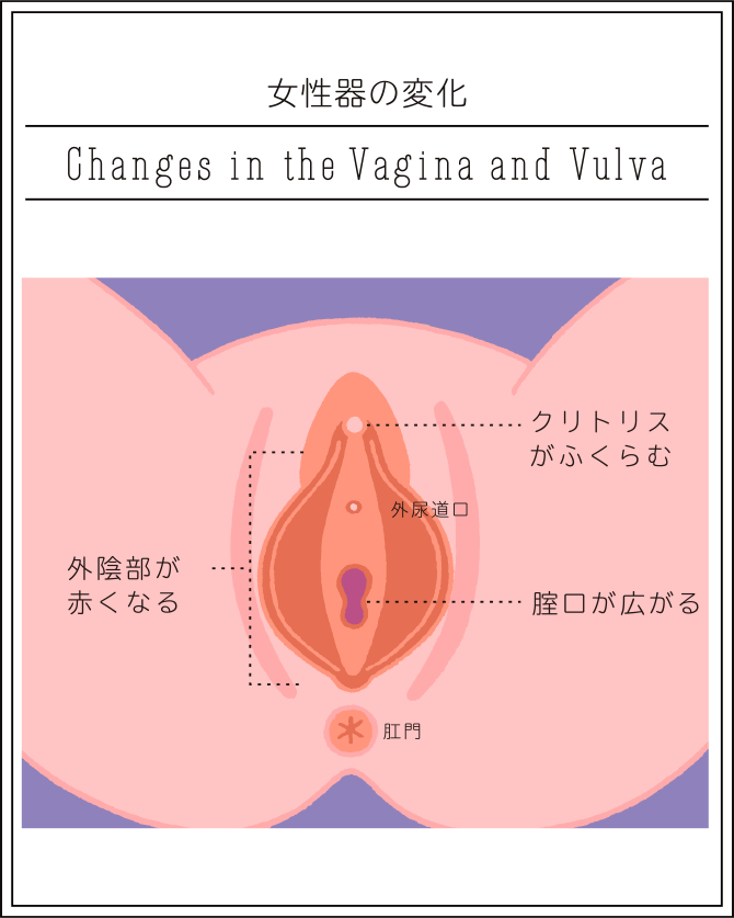 シリコンボール｜薄毛・AGA治療・ED治療薬処方｜美容外科形成外科 川崎中央クリニック・メンズサイト