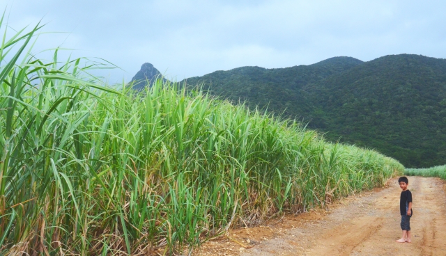 ブラジルさとうきび産業の情勢農畜産業振興機構