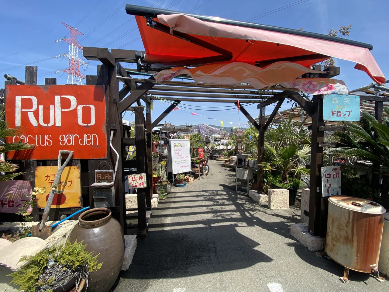 東京葛飾区にオープン✨多肉植物専門店リュミエールです！ 立川市の無人販売店、タチカワバナナさん @tachikawabananaと無人販売店コラボ！！ 多肉植物専門店リュミエールでも、タチカワバナナさんの可愛い苗が買えます🤩 リュミエールのチョイスとはまた違った可愛い子