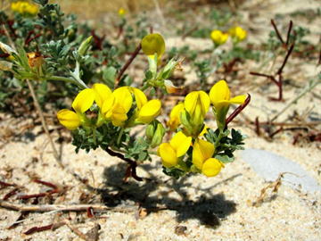 ロータスクレティクス 2.5寸ポット