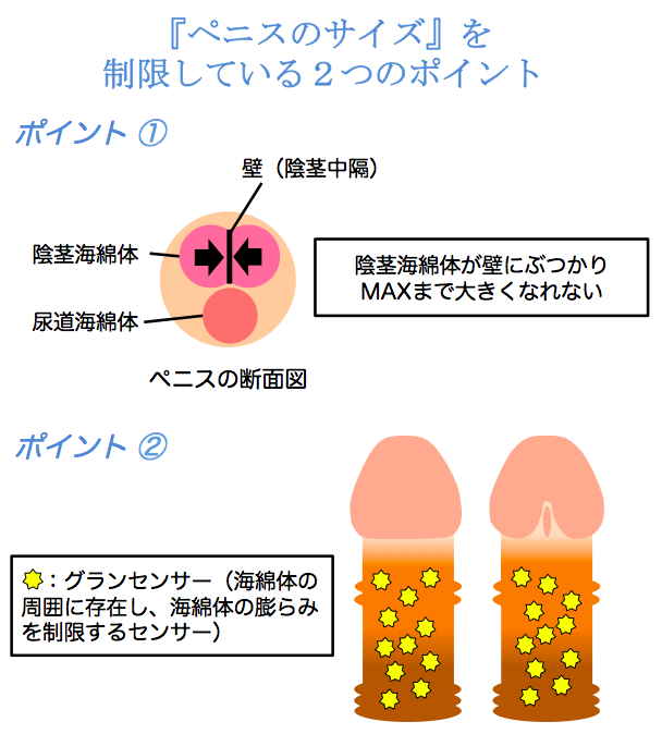 ペニス治療の専門医に聞いた！日本人のペニスの平均サイズは〇〇！ – メンズ形成外科 | 青山セレス&船橋中央クリニック