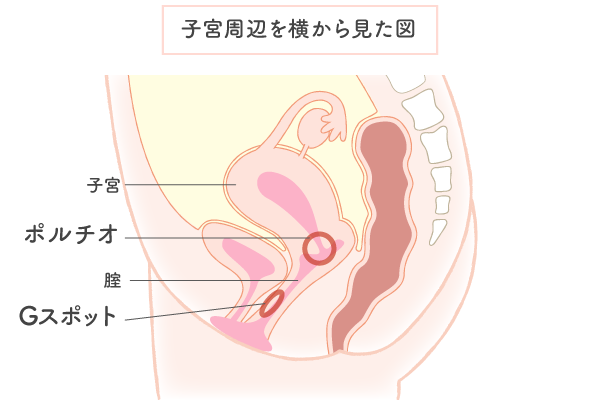 女性が感じる仕組みとは？オーガズムとスキーン腺の関係について解説 | コラム一覧｜ 東京の婦人科形成・小陰唇縮小・婦人科形成（女性 器形成）・包茎手術・膣ヒアルロン酸クリニック