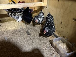 碁石 チャボ 矮鶏 有精卵 6個