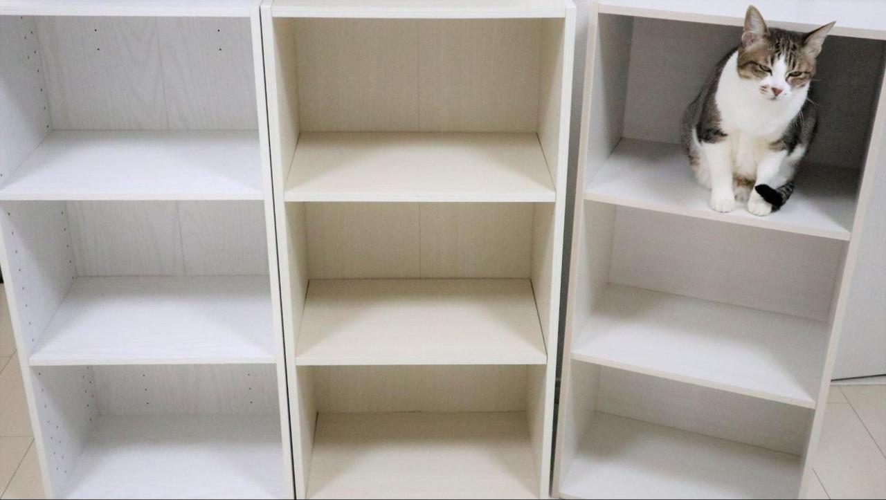 🪑 カインズ vs ニトリ アウトドアチェア・キャンプ椅子を徹底比較！違いはココだ！🔥 - フォルテつくば最新情報！—話題の新商業エリアを深掘りレポート