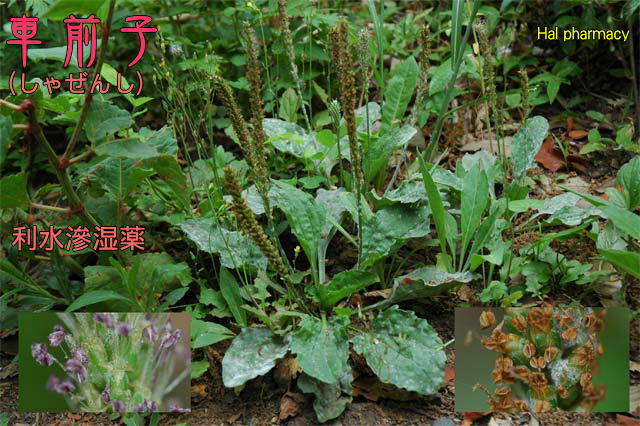 日初良食100%無添加洋車前子殼 200g 包