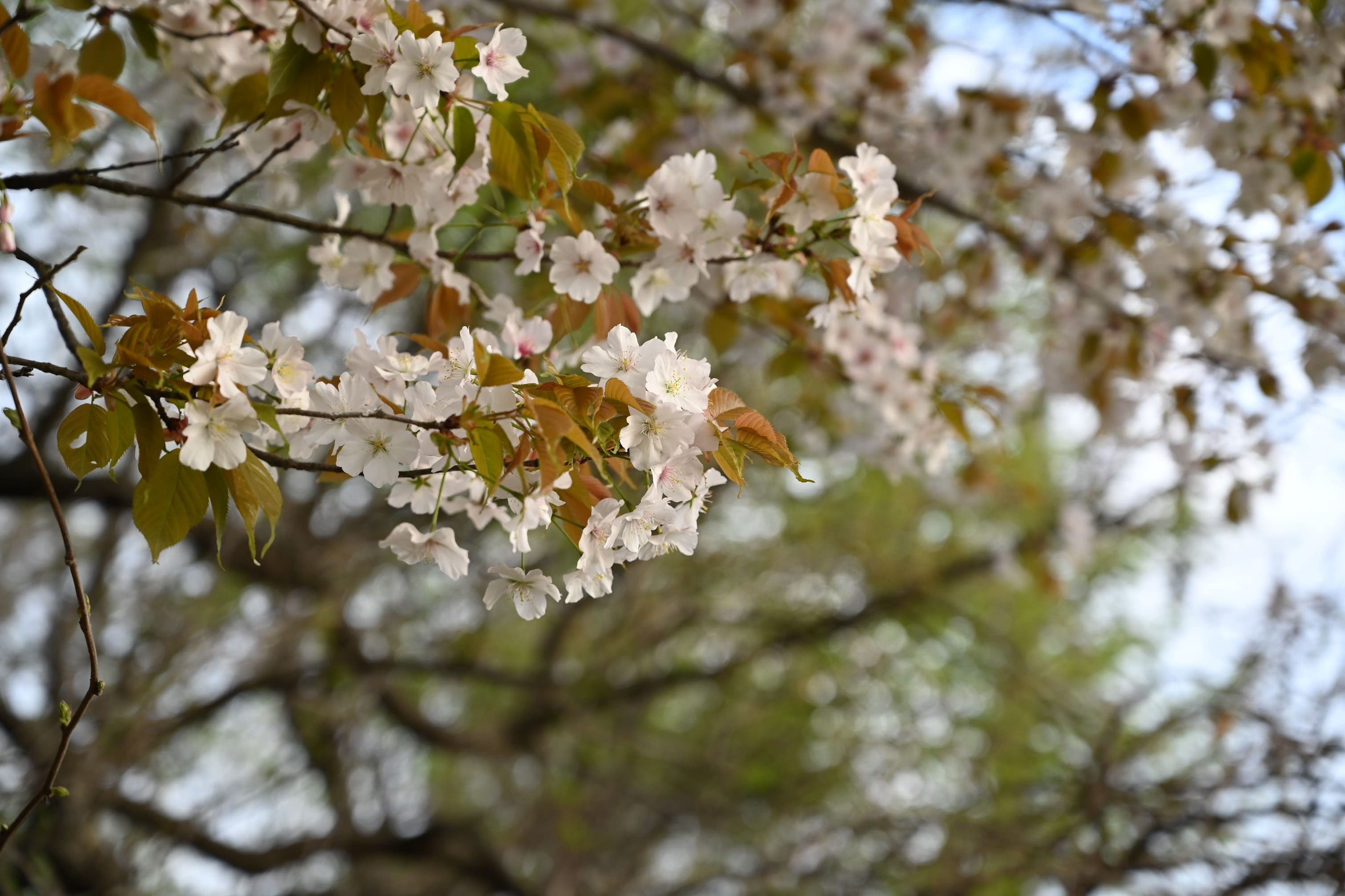 比企郡嵐山町の鼠径ヘルニア(そけいヘルニア)/脱腸の専門治療が可能な病院(埼玉県) 1件 【病院なび】